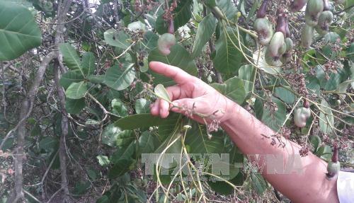 Bình Phước 'giải cứu' vườn điều héo khô do dịch bệnh